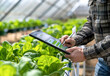 © PixelGallery - High-Tech Farming. Man Using Tablet in Greenhouse. A middle-aged Caucasian male farmer utilizing a tablet to manage crops in a bright and organized greenhouse.