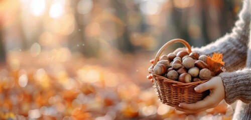 Wall Mural - Collecting Acorns in a Basket During Autumn in a Forest