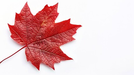 intricate maple leaf with well-defined veins, isolated against a white background, offering plenty o