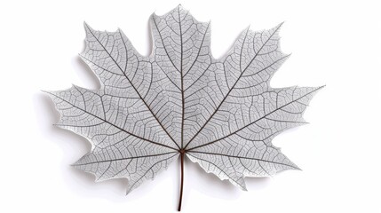 Wall Mural - intricate maple leaf with well-defined veins, isolated against a white background, offering plenty o