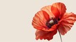 © Paul - High-resolution poppy flower with vivid petals, isolated on a plain background with ample space for advertising text or logos
