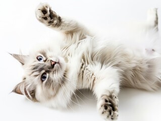 Poster - white persian cat