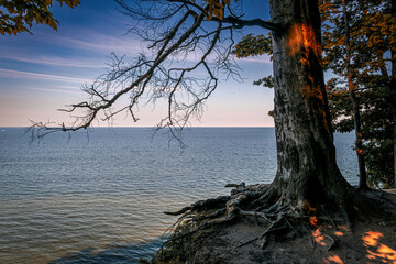 Wall Mural - Tree and autumn evening seascape