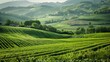 © Sergej Gerasimov - Vibrant agriculture landscape in lush green countryside with rolling hills and flourishing farmland