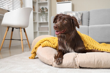 Sticker - Cute brown Markiesje dog with blanket lying in pet bed at home