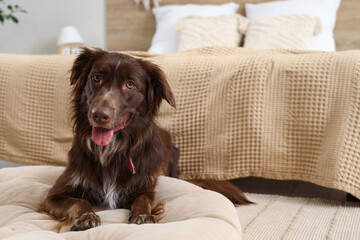 Wall Mural - Cute brown Markiesje dog lying in pet bed at home