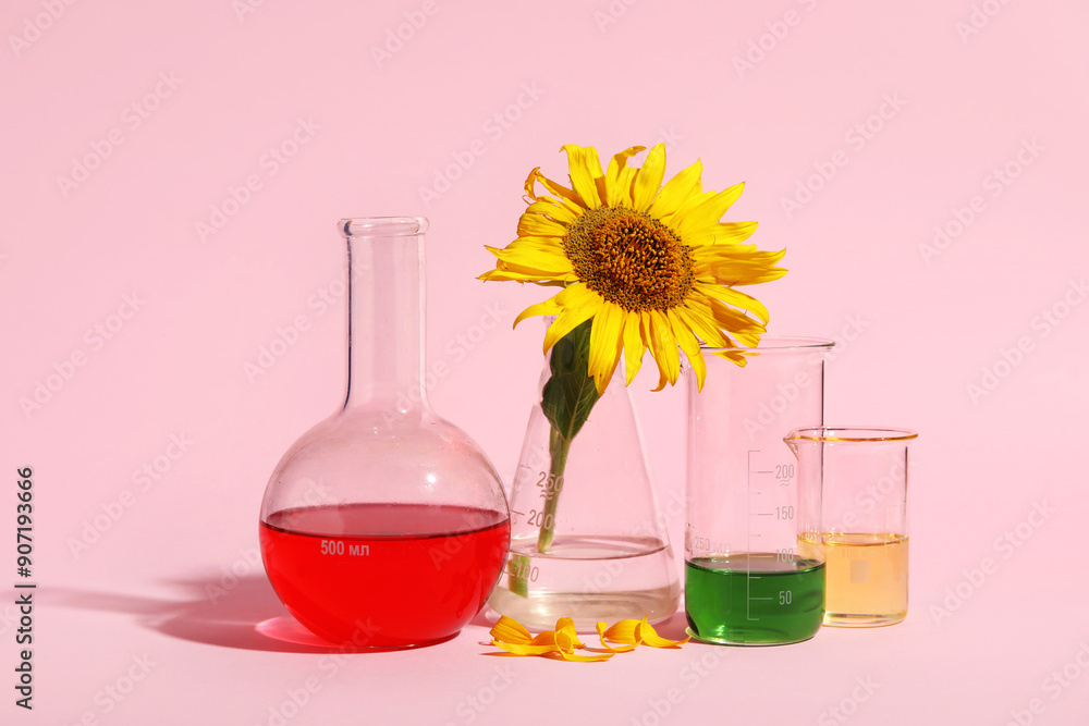 Professional laboratory filled glassware with samples, oil and sunflower on pink background