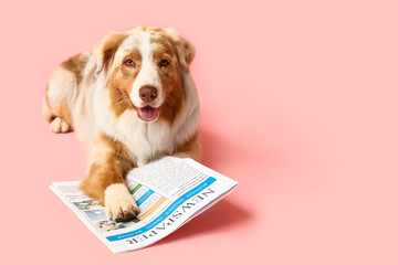 Wall Mural - Cute Australian Shepherd dog with newspaper lying on pink background