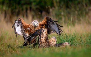 Two red kites squabbling over prey in a grassy field with a blurred background