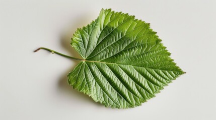 Wall Mural - Hazelnut leaf isolated in a white studio