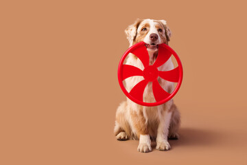 Poster - Cute Australian Shepherd dog with red frisbee on brown background