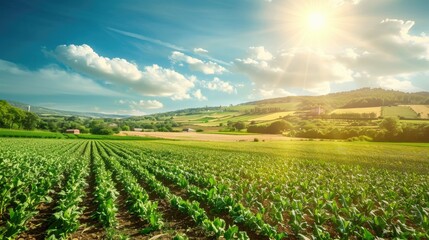 Wall Mural - Agricultural scenery in Europe on a sunny day