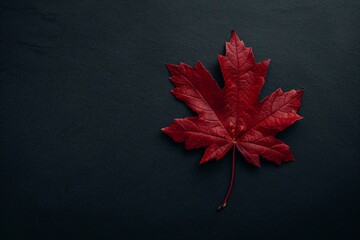 Wall Mural - red maple leaf