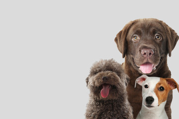 Wall Mural - Adorable dogs on light grey background. Space for text