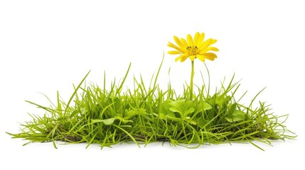 Poster - A bright yellow flower sits atop a lush green grass patch, ready to be admired