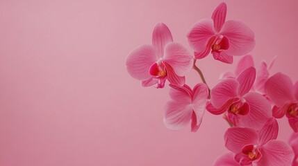 Wall Mural - Pink Orchid Flower Macro