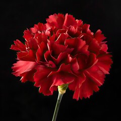 Wall Mural - Red Carnation Flower 