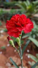 Wall Mural - Red Carnation Flower 