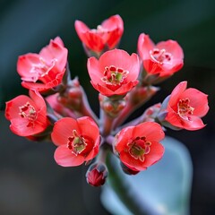 Poster - Red flowers called Euphorbia milii or Crown of Christ 