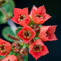 Wall Mural - Red flowers called Euphorbia milii or Crown of Christ 