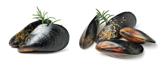 Poster - Fresh mussel on white background