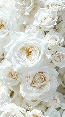 Wall Mural - white roses background