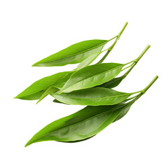 Wall Mural - Fresh Green Tea Leaves Isolated On Transparent Background