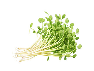 delicious bean sprouts isolated at transparent background