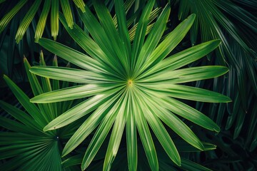 A detailed view of a green palm leaf with intricate veins and edges