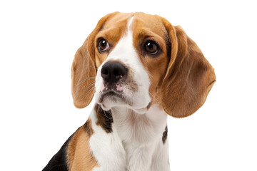 Beagle headshot with floppy ears Isolated on white background