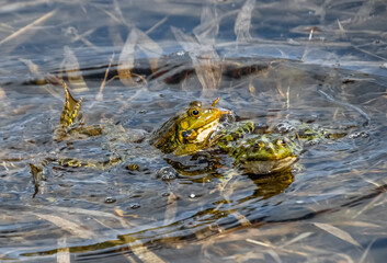 frog in the pond