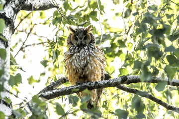 Sticker - great horned owl