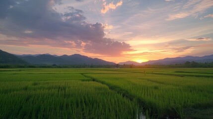 Sticker - Sunset Over Rice Paddy Fields