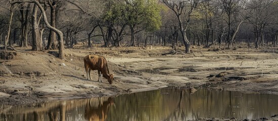 Wall Mural - Cow Drinking From a Waterhole