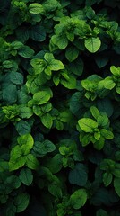 Poster - Aerial top view of forest. 