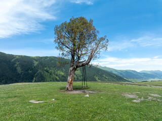 Wall Mural - Swing hanging on tree on flowering grassland mountain top