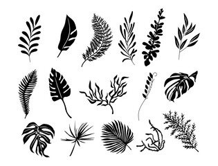 Wall Mural - Set of black silhouettes of tropical leaves. Hand drawn elegant exotic eucalyptus, monstera, palm, fern leaves. Trendy botanical vector illustrations isolated on transparent background.