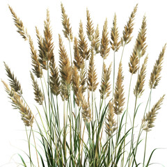 Golden Wheat Field Isolated on Black Background with Detailed Stalks and Heads