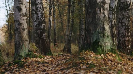 Wall Mural - Slow motion focus pull in autumn wild park with birch trees low angle