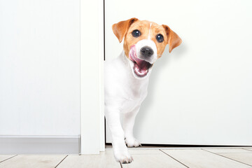 Wall Mural - A licking Jack Russell Terrier dog comes out from behind the door