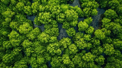 Canvas Print - Aerial top view of mangrove forest. Drone view of dense green mangrove trees captures CO2. Green trees background for carbon neutrality and net zero emissions concept. Sustainable green environment. 