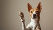 © anstam - The dog raising paw