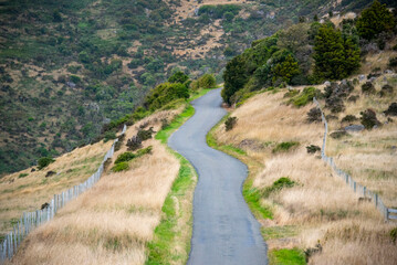 Wall Mural - Lighthouse Road in Akaroa - New Zealand