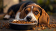 © Elmin - A hungry beagle lies on the ground, staring at a bowl of kibble.
