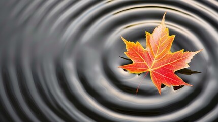 Wall Mural - an autumn maple leaf