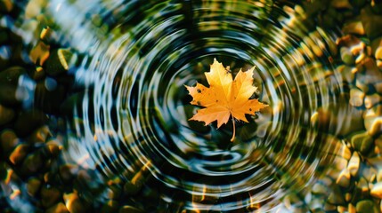 Poster - an autumn maple leaf