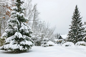 Wall Mural - Snow-covered landscape featuring evergreen trees and a house in the background.