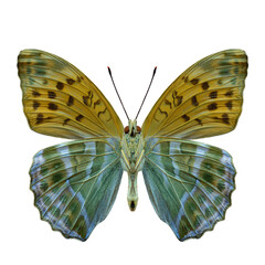 Wall Mural - forewing of Silver-washed fritillary butterfly, argynnis raphia, isolated on white background