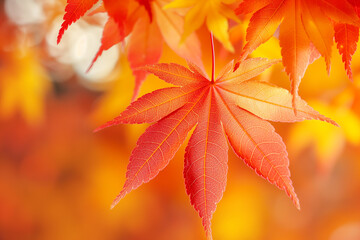 Wall Mural - Abstract autumn background with maple yellow leaves