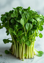 Wall Mural - A bunch of green sprouts are sitting on a white surface. The sprouts are fresh and vibrant, and they look like they are ready to be eaten.